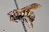  ( - UAIC1153638)  @11 [ ] by (2023) Wendy Moore University of Arizona Insect Collection