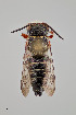  ( - UAIC1153643)  @11 [ ] by (2023) Wendy Moore University of Arizona Insect Collection