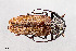  (Trichocnemis spiculatus - UAIC1125703)  @11 [ ] by (2021) Wendy Moore University of Arizona Insect Collection