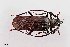  (Derobrachus geminatus - UAIC1125704)  @11 [ ] by (2021) Wendy Moore University of Arizona Insect Collection