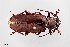  (Neomallodon arizonicus - UAIC1125708)  @11 [ ] by (2021) Wendy Moore University of Arizona Insect Collection