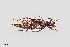 (Xylotrechus sagittatus chiricahuae - UAIC1125721)  @11 [ ] by (2021) Wendy Moore University of Arizona Insect Collection