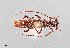  (Aneflomorpha rectilinea - UAIC1125731)  @11 [ ] by (2021) Wendy Moore University of Arizona Insect Collection