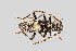  (Anelaphus albofasciatus - UAIC1125739)  @11 [ ] by (2021) Wendy Moore University of Arizona Insect Collection