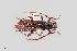  (Anelaphus magnipunctatus - UAIC1125741)  @11 [ ] by (2021) Wendy Moore University of Arizona Insect Collection