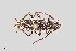  (Anelaphus subdepressus - UAIC1125744)  @11 [ ] by (2021) Wendy Moore University of Arizona Insect Collection