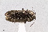  (Mastogenius robustus - UAIC1125791)  @11 [ ] by (2021) Wendy Moore University of Arizona Insect Collection