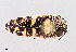  ( - UAIC1125794)  @11 [ ] by (2021) Wendy Moore University of Arizona Insect Collection