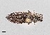 (Spectralia curescens - UAIC1125825)  @11 [ ] by (2021) Wendy Moore University of Arizona Insect Collection