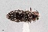  (Chrysobothris lixa - UAIC1125842)  @11 [ ] by (2021) Wendy Moore University of Arizona Insect Collection