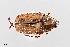  (Euphoria quadricollis - UAIC1125894)  @11 [ ] by (2021) Wendy Moore University of Arizona Insect Collection