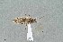  (Phytocoris lycii - UAIC1135501)  @11 [ ] by (2021) Wendy Moore University of Arizona Insect Collection