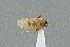  (Megalopsallus marmoratus - UAIC1135505)  @11 [ ] by (2021) Wendy Moore University of Arizona Insect Collection