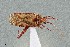  (Phytocoris nicholi - UAIC1135518)  @11 [ ] by (2021) Wendy Moore University of Arizona Insect Collection