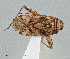  (Phytocoris angusticollis - UAIC1135522)  @11 [ ] by (2021) Wendy Moore University of Arizona Insect Collection