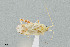  (Phytocoris seminotatus - UAIC1135536)  @11 [ ] by (2021) Wendy Moore University of Arizona Insect Collection