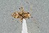  (Phytocoris simulatus - UAIC1135545)  @11 [ ] by (2021) Wendy Moore University of Arizona Insect Collection