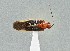 (Ganocapsus filiformis - UAIC1135553)  @11 [ ] by (2021) Wendy Moore University of Arizona Insect Collection