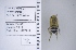  (Martinapis occidentalis - UAIC1138691)  @11 [ ] by (2021) Wendy Moore University of Arizona Insect Collection