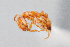  (Solenopsis aurea - UAIC1148253)  @11 [ ] Unspecified (default): All Rights Reserved (2023) Wendy Moore University of Arizona