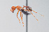  (Pogonomyrmex bicolor - UAIC1148284)  @11 [ ] Unspecified (default): All Rights Reserved (2023) Wendy Moore University of Arizona