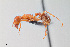  (Pogonomyrmex californicus - UAIC1148285)  @11 [ ] Unspecified (default): All Rights Reserved (2023) Wendy Moore University of Arizona