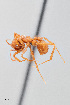  (Trachymyrmex nogalensis - UAIC1148292)  @11 [ ] Unspecified (default): All Rights Reserved (2023) Wendy Moore University of Arizona