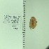  ( - UAIC1148825)  @11 [ ] by (2022) Joseph Montoya University of Arizona, Insect Collection