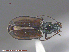  (Bembidion rusticum lenensoides - UAM:Ento:89396)  @13 [ ] CreativeCommons - Attribution Non-Commercial No Derivatives (2015) Derek Sikes University of Alaska Museum