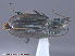  (Bembidion brachythorax - UAM:Ento:89395)  @14 [ ] CreativeCommons - Attribution Non-Commercial No Derivatives (2015) Derek Sikes University of Alaska Museum