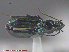  (Bembidion concolor - UAM:Ento:89410)  @13 [ ] CreativeCommons - Attribution Non-Commercial No Derivatives (2015) Derek Sikes University of Alaska Museum