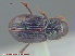  (Aegialia cylindrica - UAM:Ento:142793)  @14 [ ] CreativeCommons - Attribution Non-Commercial No Derivatives (2015) Derek Sikes University of Alaska Museum