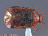  (Lygus rugulipennis - UAM:Ento:166769)  @14 [ ] CreativeCommons - Attribution Non-Commercial No Derivatives (2014) Derek Sikes University of Alaska Museum