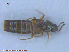  (Placusa pseudosuecica - UAM:Ento:237004)  @11 [ ] CreativeCommons - Attribution Non-Commercial No Derivatives (2015) Derek Sikes University of Alaska Museum