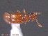  (Euplectus sp - UAM:Ento:237542)  @12 [ ] CreativeCommons - Attribution Non-Commercial No Derivatives (2015) Derek Sikes University of Alaska Museum