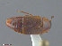  (Tachinus maculicollis - UAM:Ento:238117)  @14 [ ] CreativeCommons  Attribution Non-Commercial No Derivatives (2016) Derek Sikes University of Alaska Museum