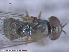  (Platycheirus ciliatus - UAM:Ento:286276)  @12 [ ] CreativeCommons - Attribution Non-Commercial No Derivatives (2015) Derek Sikes University of Alaska Museum