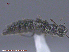  (Stenus sp - UAM:Ento:287218)  @12 [ ] CreativeCommons - Attribution Non-Commercial No Derivatives (2015) Derek Sikes University of Alaska Museum