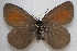  (Erebia mackinleyensis - KWP:Ento:30287)  @14 [ ] CreativeCommons - Attribution Non-Commercial No Derivatives (2015) Derek Sikes University of Alaska Museum