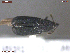  (Magdalis sp - UAM:Ento:371689)  @11 [ ] CreativeCommons  Attribution Non-Commercial No Derivatives (2019) Derek Sikes University of Alaska Museum