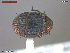  ( - UAM:Ento:374782)  @11 [ ] CreativeCommons  Attribution Non-Commercial No Derivatives (2019) Derek Sikes University of Alaska Museum