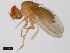  (Drosophila pseudoananassae - 14024-0421.00)  @11 [ ] Copyright (2011) CBG Photography Group Centre for Biodiversity Genomics