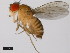  (Drosophila ercepeae - 14024-0432.00)  @11 [ ] Copyright (2011) CBG Photography Group Centre for Biodiversity Genomics