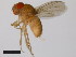  (Drosophila pallidosa - 14024-0433.00)  @11 [ ] Copyright (2011) CBG Photography Group Centre for Biodiversity Genomics