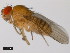  (Drosophila auraria - 14028-0471.00)  @11 [ ] Copyright (2011) CBG Photography Group Centre for Biodiversity Genomics