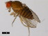  (Drosophila birchii - 14028-0521.00)  @11 [ ] Copyright (2011) CBG Photography Group Centre for Biodiversity Genomics