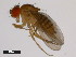  (Drosophila diplacantha - 14028-0586.00)  @11 [ ] Copyright (2011) CBG Photography Group Centre for Biodiversity Genomics