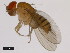  (Drosophila triauraria - 14028-0651.00)  @11 [ ] Copyright (2011) CBG Photography Group Centre for Biodiversity Genomics