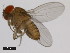  (Drosophila bunnanda - 14028-0721.00)  @11 [ ] Copyright (2011) CBG Photography Group Centre for Biodiversity Genomics