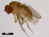  (Drosophila fuyamai - 14029-0011.01)  @11 [ ] Copyright (2011) CBG Photography Group Centre for Biodiversity Genomics